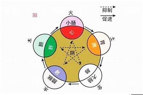 子五行|子的五行属性是什么